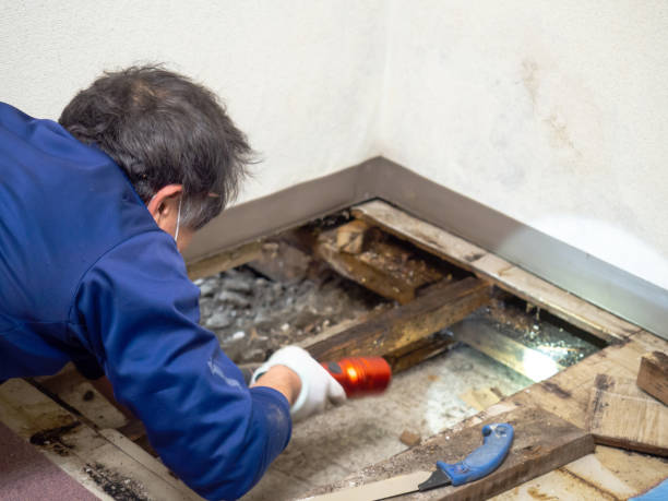Reliable Delavan, WI Mold Removal Solutions