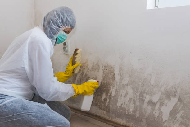 Best Fast Mold Removal  in Delavan, WI